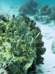 Récif / Wattabomi - Mnemba Island - Zanzibar