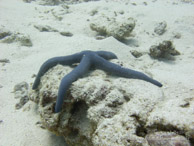 Etoile de Mer / Wattabomi - Mnemba Island - Zanzibar