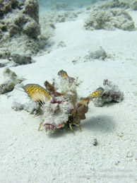 Marcheur de Mer Rouge / Wattabomi - Mnemba Island - Zanzibar