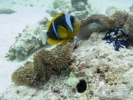 Poisson Clown / Wattabomi - Mnemba Island - Zanzibar