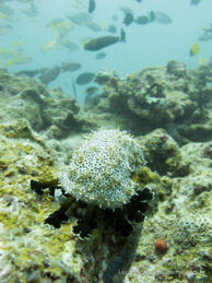 Concombre de Mer / Wattabomi - Mnemba Island - Zanzibar