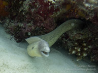 Murène Poivrée / Kichwani Spot - Mnemba Island - Zanzibar