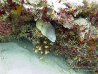 Murène Poivrée / Kichwani Spot - Mnemba Island - Zanzibar