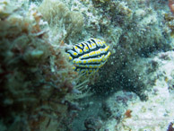 Nudibranche / Nungwi - Zanzibar