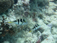 Récif / Nungwi - Zanzibar