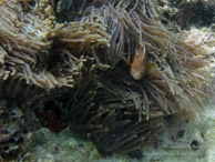 Poisson Clown / Nungwi - Zanzibar