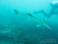 Rémora / Mbangawa - Nungwi - Zanzibar