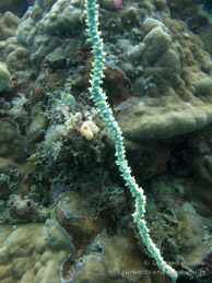Corail Fouet / Chitani - Tumbatu Island - Zanzibar