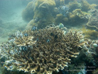 Récif / Chitani - Tumbatu Island - Zanzibar