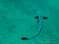 Rémora / Chitani - Tumbatu Island - Zanzibar