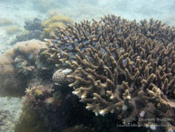 Récif / Chitani - Tumbatu Island - Zanzibar