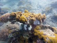 Récif / Chitani - Tumbatu Island - Zanzibar