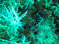 Nudibranche / Pandu - Tumbatu Island - Zanzibar