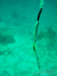 Corail Fouet / Pandu - Tumbatu Island - Zanzibar
