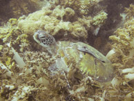 Tortue / Pandu - Tumbatu Island - Zanzibar