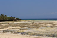 Kizimkazi Dimbani / Zanzibar - Septembre 2013