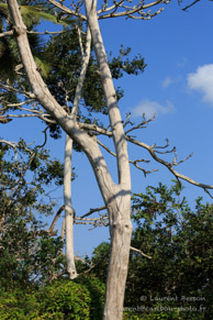 Colobe Roux de Zanzibar - Jozani Forest / Zanzibar - Septembre 2013