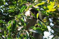 Colobe Roux de Zanzibar - Jozani Forest / Zanzibar - Septembre 2013