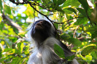 Colobe Roux de Zanzibar - Jozani Forest / Zanzibar - Septembre 2013