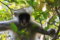 Colobe Roux de Zanzibar - Jozani Forest / Zanzibar - Septembre 2013