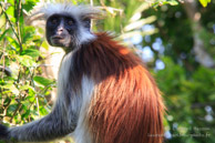 Colobe Roux de Zanzibar - Jozani Forest / Zanzibar - Septembre 2013